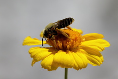 Hesperapis oraria