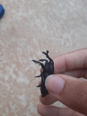 Rhynchophorus palmarum