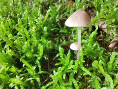 Mycena galericulata