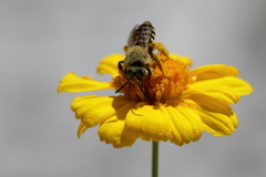 Hesperapis oraria
