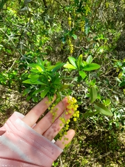 Berberis laurina