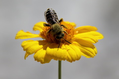 Hesperapis oraria