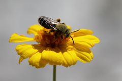 Hesperapis oraria