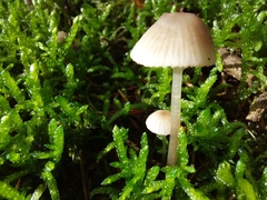 Mycena galericulata