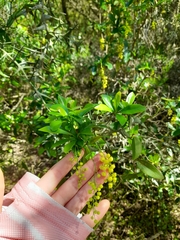 Berberis laurina