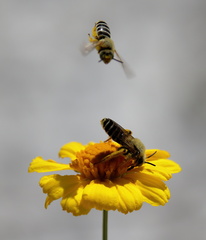 Hesperapis oraria