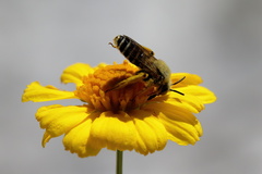 Hesperapis oraria
