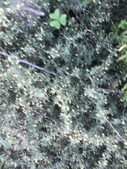 Asparagus acutifolius