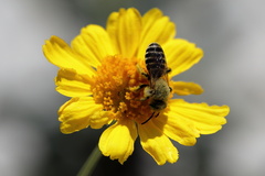 Hesperapis oraria