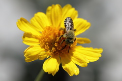 Hesperapis oraria