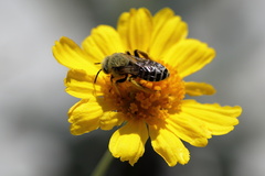 Hesperapis oraria
