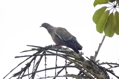 Patagioenas picazuro