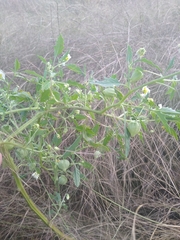 Physalis acutifolia