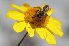 Hesperapis oraria