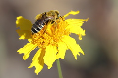 Hesperapis oraria