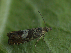 Dichrorampha agilana