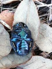 Protaetia opaca