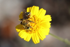 Hesperapis oraria