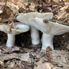 Heterophyllidia