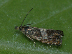 Dichrorampha agilana