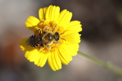 Hesperapis oraria
