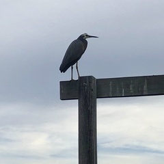 Egretta novaehollandiae