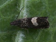 Dichrorampha agilana