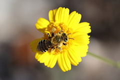 Hesperapis oraria