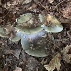 Heterophyllidia