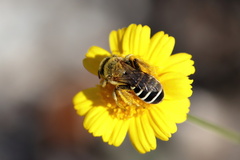 Hesperapis oraria