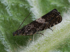 Dichrorampha agilana