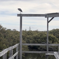 Egretta novaehollandiae