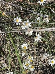 Melampodium leucanthum