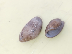 Bulla occidentalis