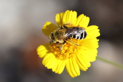 Hesperapis oraria