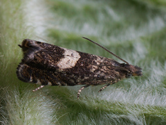 Dichrorampha agilana