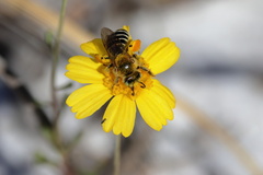 Hesperapis oraria