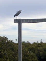 Egretta novaehollandiae
