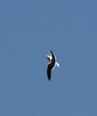 Larus dominicanus vetula