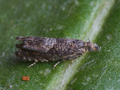Dichrorampha agilana