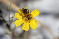 Hesperapis oraria