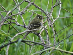 Empidonax difficilis