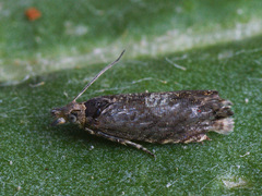 Dichrorampha agilana