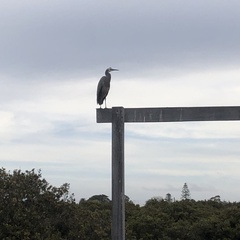 Egretta novaehollandiae