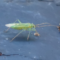 Blepharidopterus angulatus