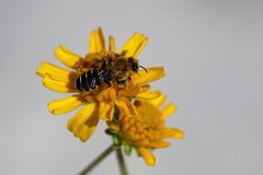 Hesperapis oraria