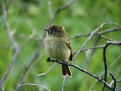 Empidonax difficilis