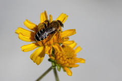 Hesperapis oraria