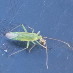 Blepharidopterus angulatus