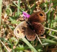 Erebia montanus